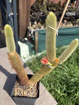 Hildewintera aureispina